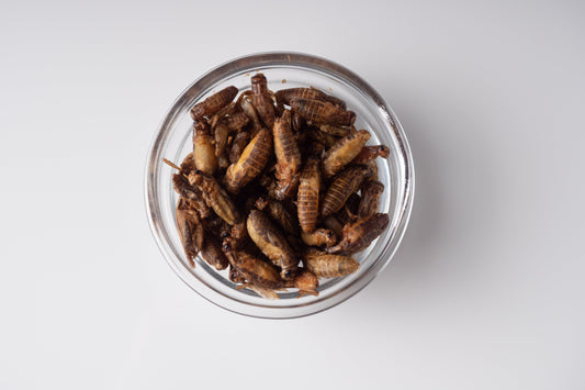 Insekten in der Ernährung?!