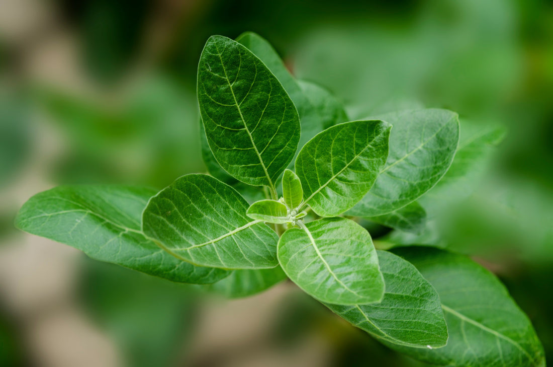 Ashwagandha – die Schlafbeere