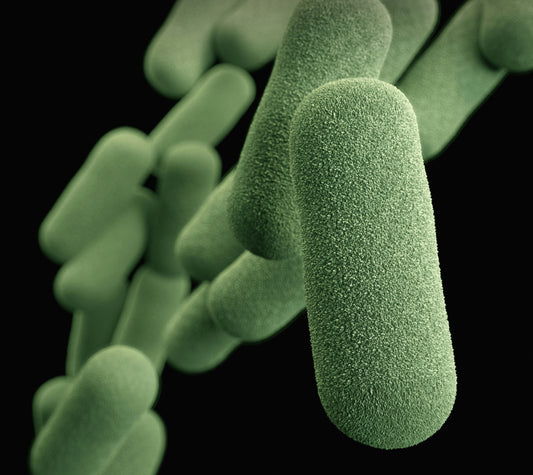 Immunsystem & Darm: Warum deine Immunabwehr im Darm sitzt und wie du diese stärken kannst