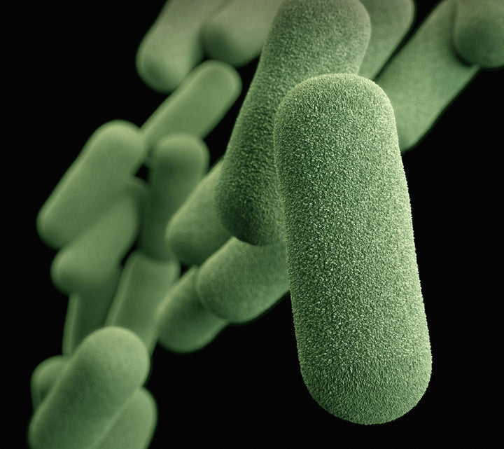 Immunsystem & Darm: Warum deine Immunabwehr im Darm sitzt und wie du diese stärken kannst